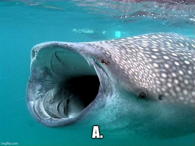 whale shark | a. | image tagged in whale shark | made w/ Imgflip meme maker