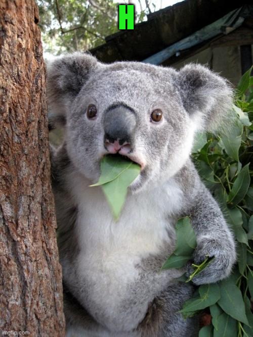 h koala | h | image tagged in memes,surprised koala | made w/ Imgflip meme maker