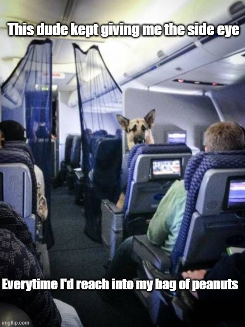 Plane Fun | This dude kept giving me the side eye; Everytime I'd reach into my bag of peanuts | image tagged in airplane,dog,food patrol,side eye | made w/ Imgflip meme maker