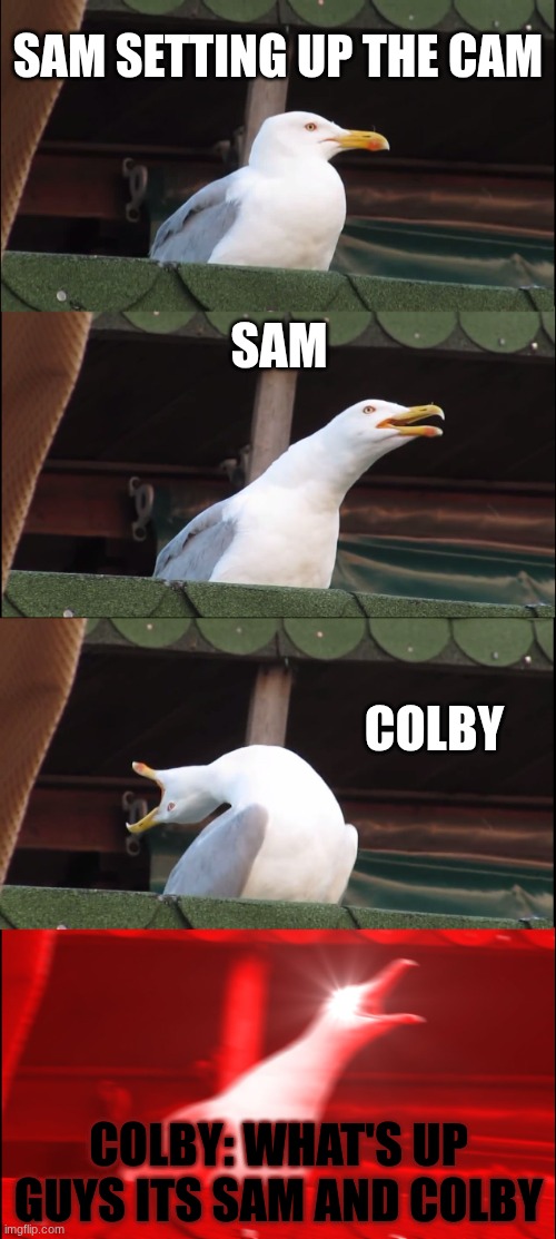 Inhaling Seagull Meme | sam setting up the cam; sam; colby; colby: What's up guys its sam and colby | image tagged in memes,inhaling seagull | made w/ Imgflip meme maker