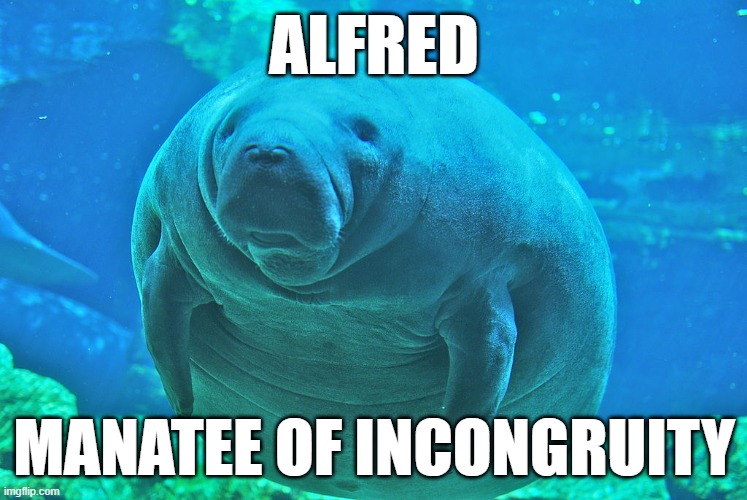 Alfred the Manatee of incongruity | Alfred; Manatee of incongruity | image tagged in calming manatee | made w/ Imgflip meme maker