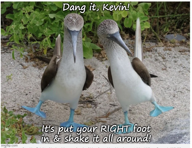 The Hokey Pokey | Dang it, Kevin! It's put your RIGHT foot in & shake it all around! | image tagged in birds | made w/ Imgflip meme maker
