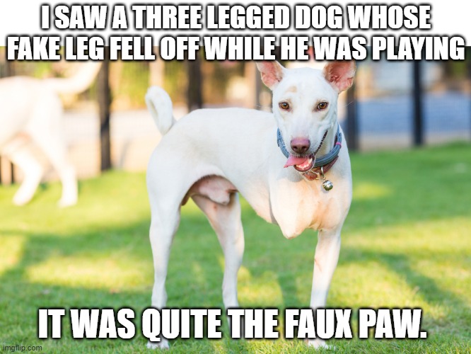 Faux Paw | I saw a three legged dog whose fake leg fell off while he was playing; It was quite the faux paw. | image tagged in amputee,three legged dog | made w/ Imgflip meme maker