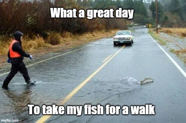 Somethings Fishy | What a great day; To take my fish for a walk | image tagged in make it rain,fishy,exercise | made w/ Imgflip meme maker