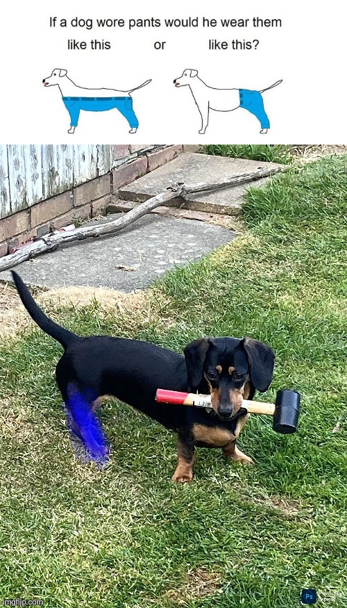 image tagged in how a dog would wear pants | made w/ Imgflip meme maker
