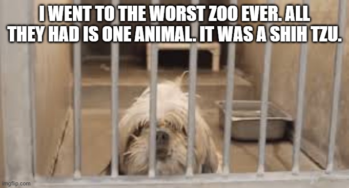 We went to the worst zoo in the world. They had only 1 dog. It was a Shih Tzu. | I went to the worst zoo ever. All they had is one animal. It was a Shih Tzu. | image tagged in funny,humor,zoo,dogs,play on words,funny dog memes | made w/ Imgflip meme maker