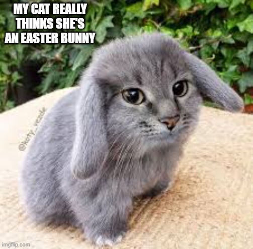 My cat really thinks she's an Easter bunny.   --  funny  -- | My cat really thinks she's an easter bunny | image tagged in funny,humor,bunny,cat,kittens,easter | made w/ Imgflip meme maker
