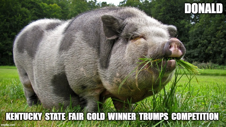 Boss Hog | donald; kentucky  state  fair  gold  winner  trumps  competition | image tagged in stop reading the tags | made w/ Imgflip meme maker