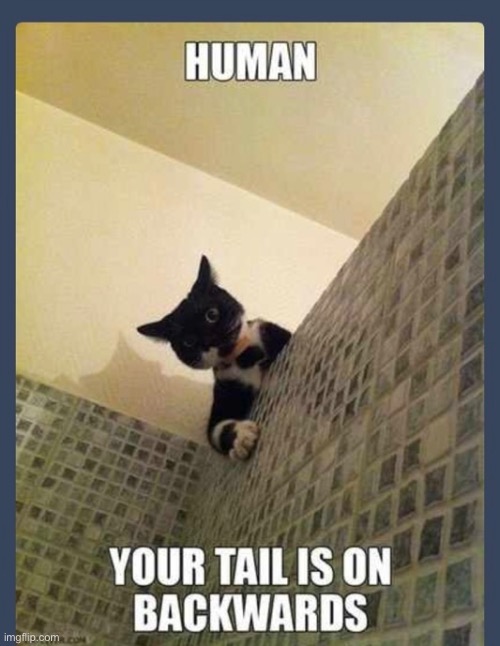 Backwards Tail | image tagged in cats,funny cats,hilarious memes,shower,privacy,scumbag | made w/ Imgflip meme maker