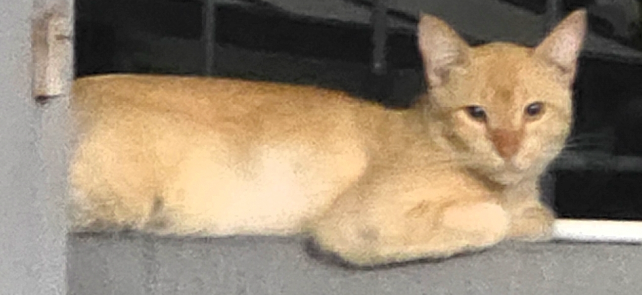 Cat on a wall Blank Meme Template