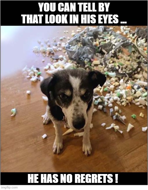 That Cushion Was Asking For It ! | You can tell by that look in his eyes ... He has no regrets ! | image tagged in dogs,cushion,destruction,no regrets | made w/ Imgflip meme maker