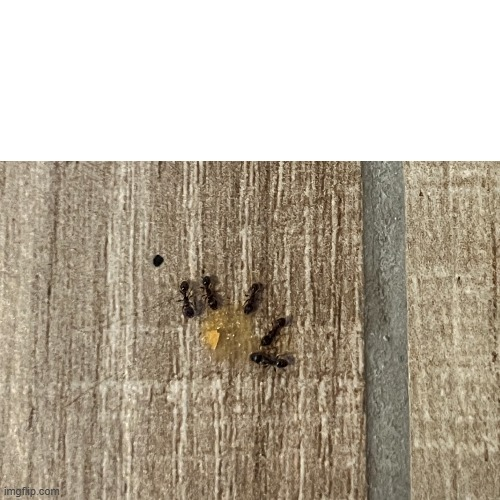 ants meeting socially Blank Meme Template