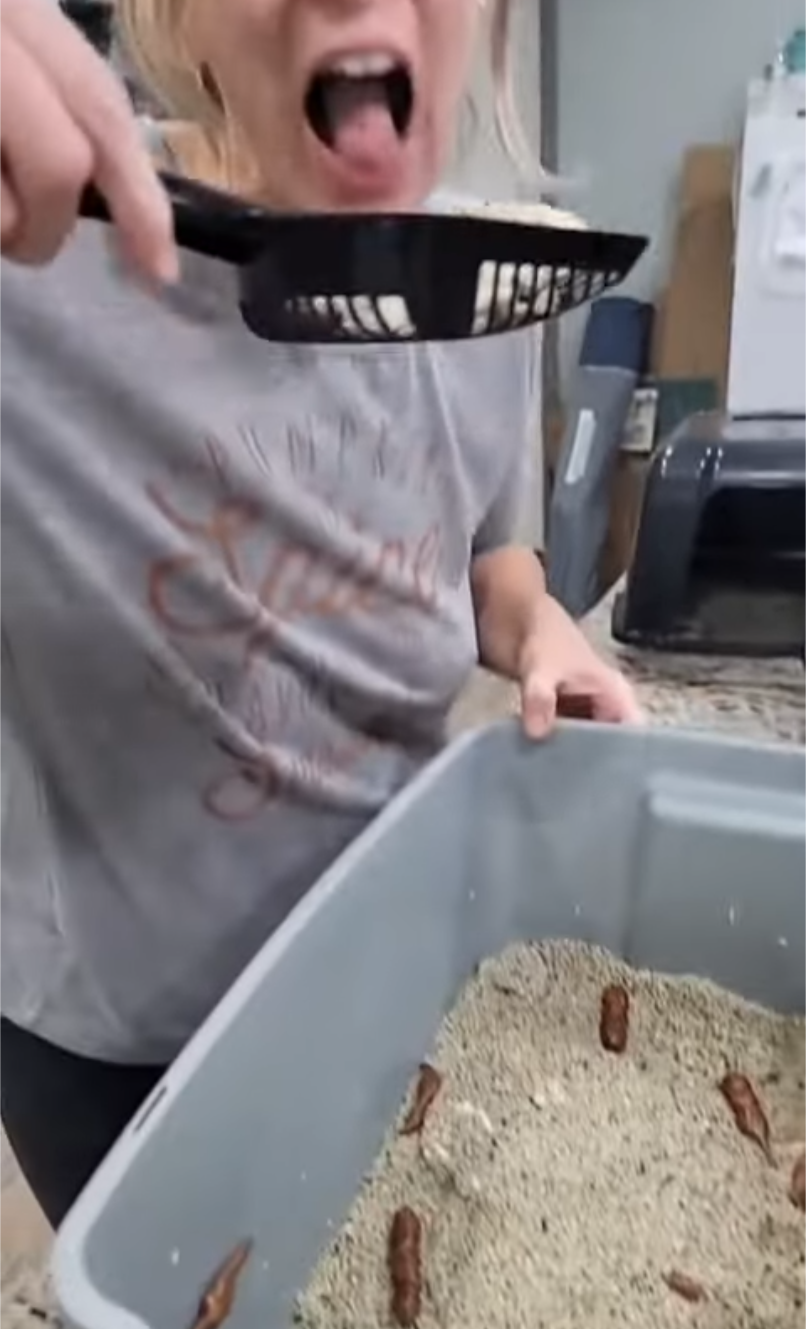 Eating cat litter Blank Meme Template