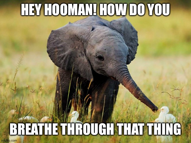 Baby Elephant | Hey hooman! How do you Breathe through that thing | image tagged in baby elephant | made w/ Imgflip meme maker