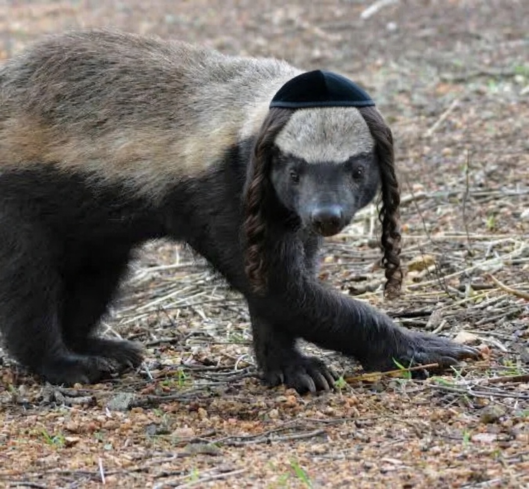 Jew badger Blank Meme Template