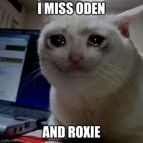 Crying cat | I miss oden; and Roxie | image tagged in crying cat | made w/ Imgflip meme maker