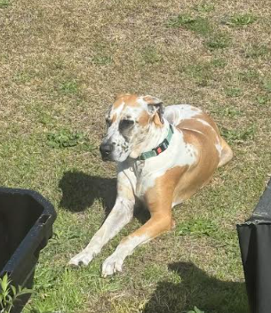 Dog Don't Care Blank Meme Template