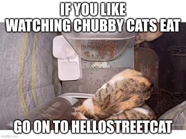 IDK, I like it, figured y'all might, as well. | If you like watching chubby cats eat; go on to HELLOSTREETCAT | image tagged in cats | made w/ Imgflip meme maker