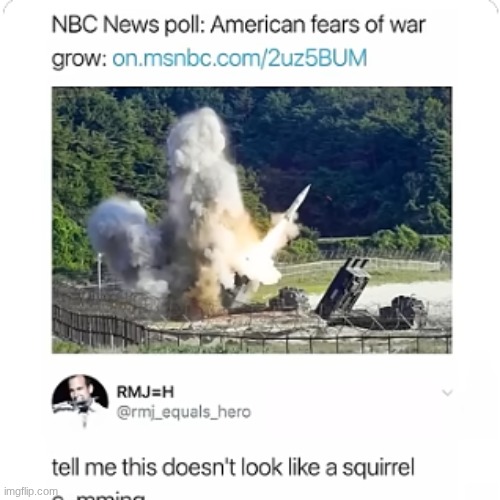 image tagged in squirrel,squirrel nuts | made w/ Imgflip meme maker