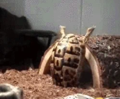 High Quality I failed Blank Meme Template