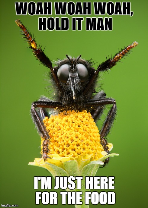 How A Housefly Feels... | WOAH WOAH WOAH, HOLD IT MAN I'M JUST HERE FOR THE FOOD | image tagged in flying,food,funny | made w/ Imgflip meme maker