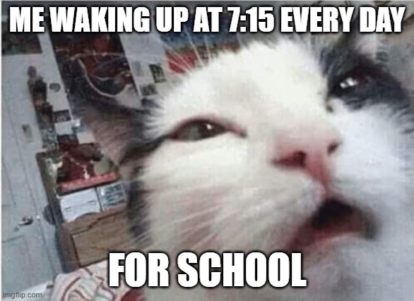 School sucks | Me waking up at 7:15 every day; For school | image tagged in cat waking up | made w/ Imgflip meme maker