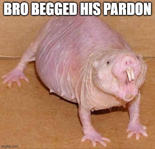 naked mole rat | bro begged his pardon | image tagged in naked mole rat | made w/ Imgflip meme maker