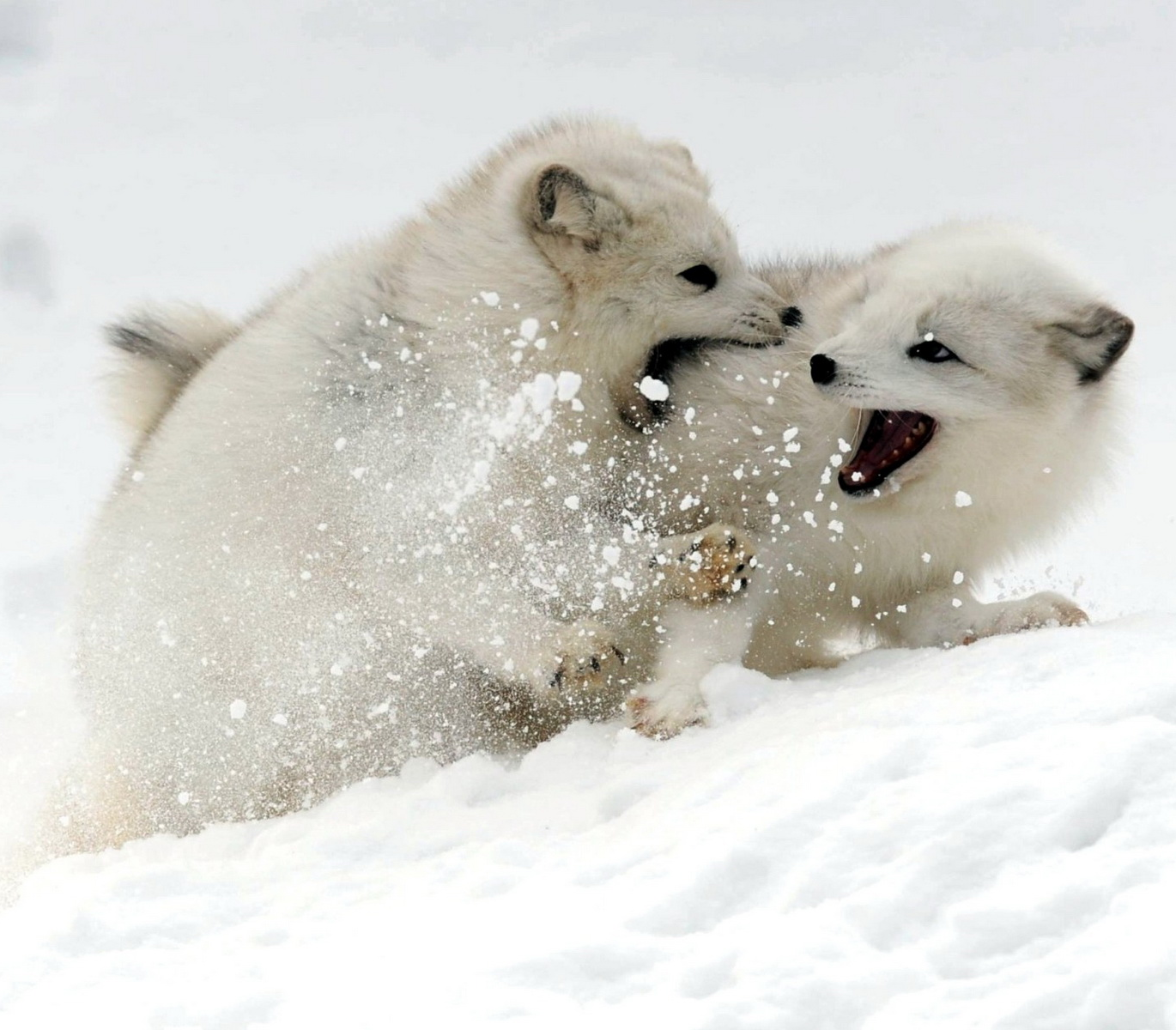 Arctic foxes playing Blank Meme Template