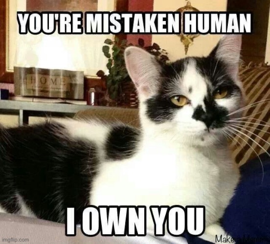 We're Owned and yet we don't mind | image tagged in cats,funny cats,kittens,owned,evil overlord rules,narcissist | made w/ Imgflip meme maker