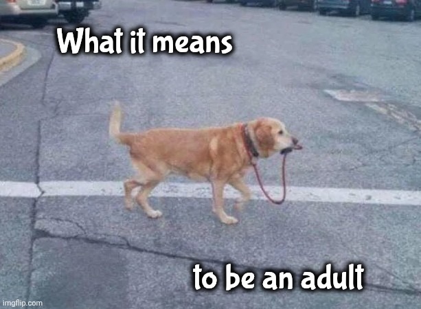 Great Responsibility | What it means; to be an adult | image tagged in doggo,responsibility,great power,growing up,goodest boy | made w/ Imgflip meme maker