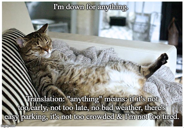 Down for anything | I'm down for anything. Translation: "anything" means: if it's not too early, not too late, no bad weather, there's easy parking, it's not too crowded & I'm not too tired. | image tagged in cats | made w/ Imgflip meme maker