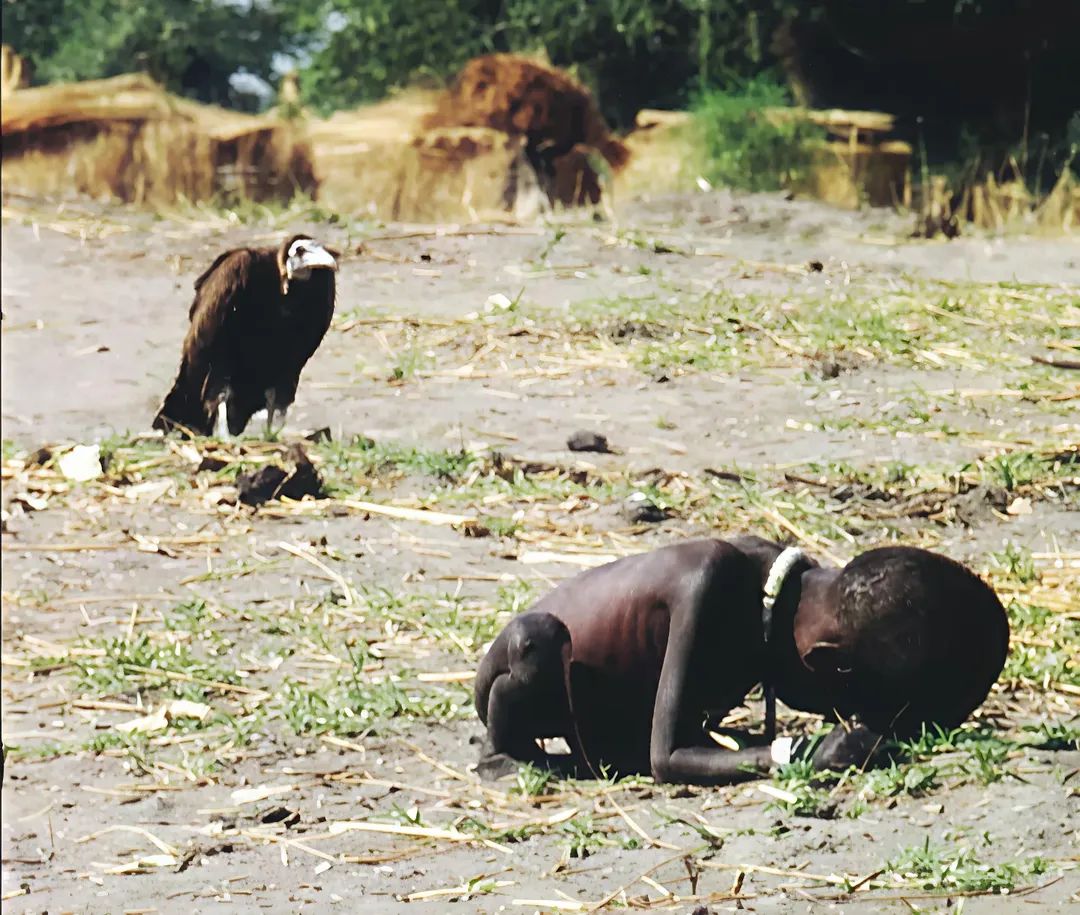 High Quality Vulture and Child Blank Meme Template