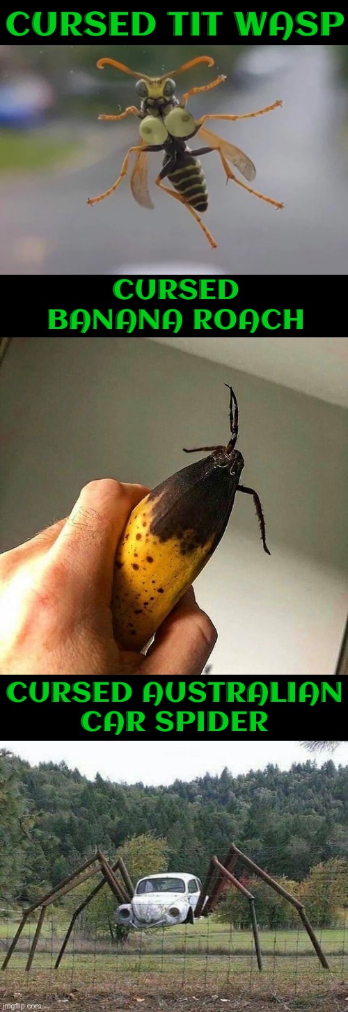 Cursed Bugs | Cursed Tit Wasp; Cursed Banana Roach; Cursed Australian Car Spider | image tagged in cursed images,bugs,spiders,australia,wasp,tits | made w/ Imgflip meme maker
