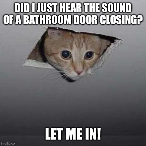 The Supervisor is In (Your Ceiling) | Did I just hear the sound of a bathroom door closing? Let me in! | image tagged in ceiling cat,cat,cute cat,funny cat,omg cat,funny stuff | made w/ Imgflip meme maker