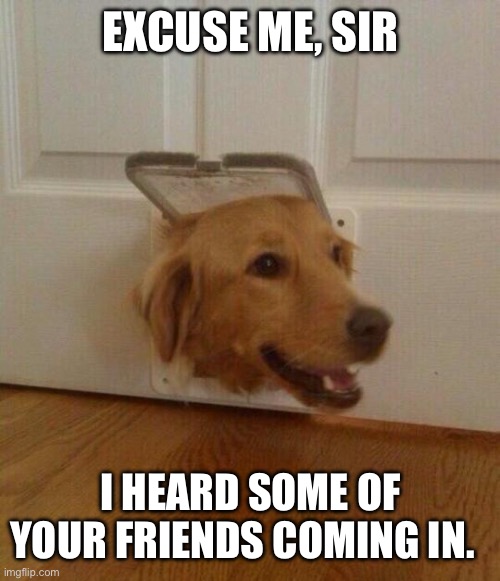 Golden retrievers love meeting and greeting people | Excuse me, sir; I heard some of your friends coming in.  Let me pet them! | image tagged in excuse me sir,golden retriever,friends,dog,funny dog,surprised dog | made w/ Imgflip meme maker