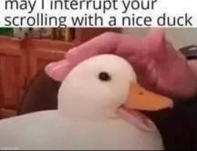 Duck | image tagged in duck,funny,funny memes,memes,gifs,relatable | made w/ Imgflip meme maker