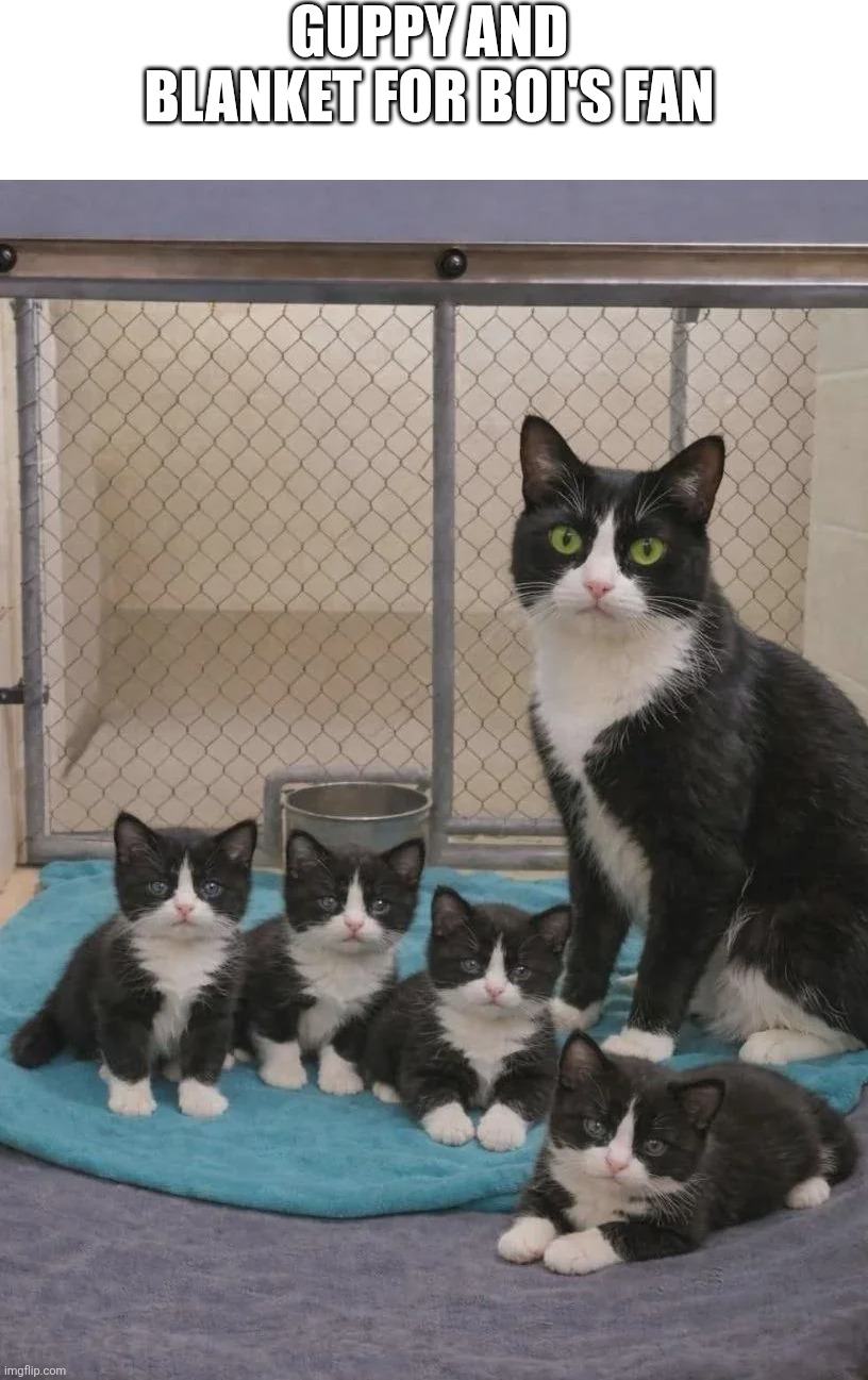 Binding of Isaac Gumpy | Guppy and Blanket for BOI's fan | image tagged in boi,cat,video games,gaming,blanket,pc gaming | made w/ Imgflip meme maker