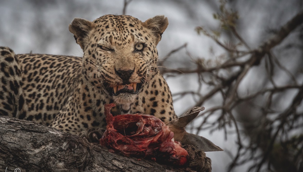 Leopard Blank Meme Template