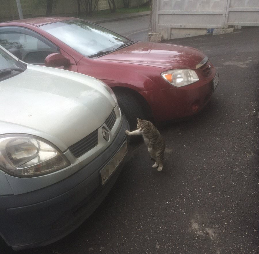 Cat Leaning Against car Blank Meme Template