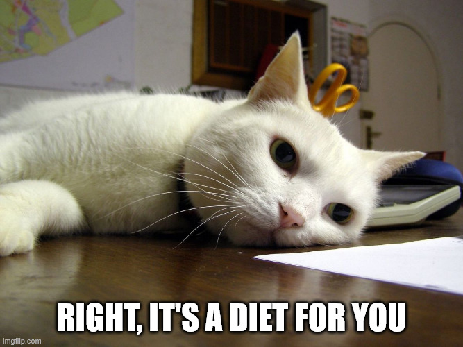Annoyed tired bored cat  | right, it's a diet for you | image tagged in annoyed tired bored cat | made w/ Imgflip meme maker