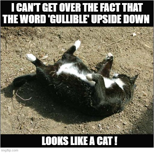 Breaking Cat News | I can't get over the fact that 
the word 'gullible' upside down; Looks like a cat ! | image tagged in cats,guillible | made w/ Imgflip meme maker