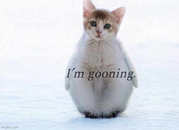 I’m gooning penguin cat | image tagged in i m gooning penguin cat | made w/ Imgflip meme maker