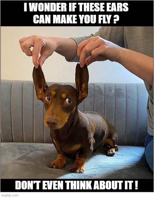 Someones Been Watching Too Many Disney Films ! | I wonder if these ears
can make you fly ? don't even think about it ! | image tagged in dogs,dachshunds,dumbo | made w/ Imgflip meme maker