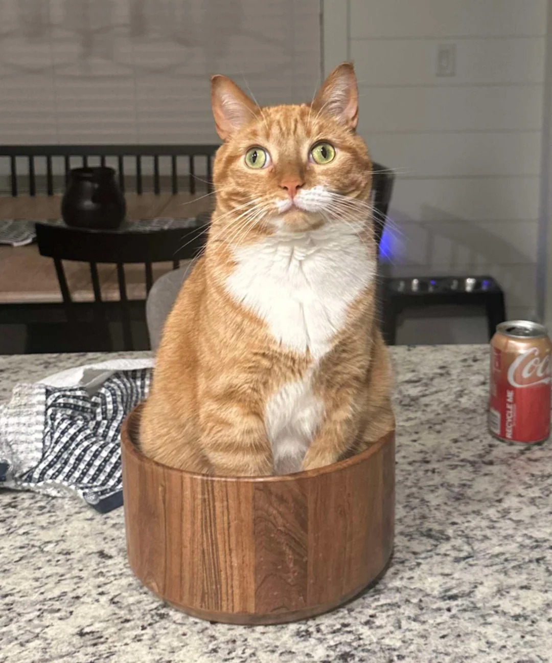 Orange Cat Blank Meme Template