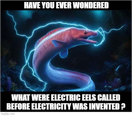 I'm Just Curious | Have You Ever Wondered; What were electric eels called before electricity was invented ? | image tagged in curious,electric eels | made w/ Imgflip meme maker