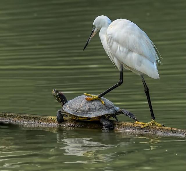 Crane and turtle Blank Meme Template