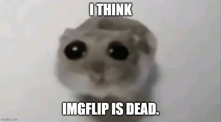 it died. | i think; Imgflip is dead. | image tagged in sad hamster,anti-brainrot | made w/ Imgflip meme maker