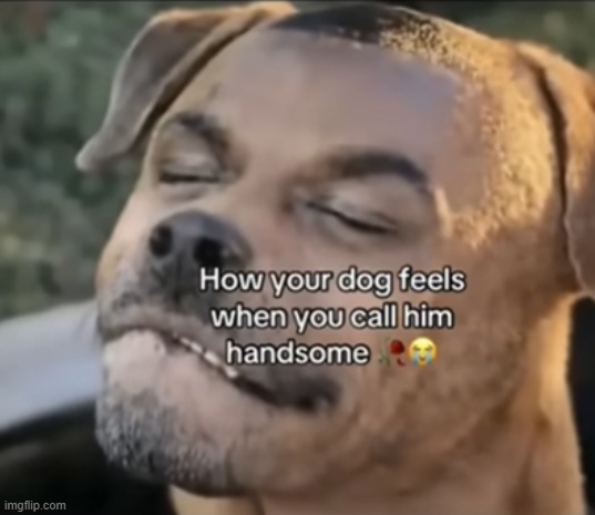 he looks a litte weird today | image tagged in dog | made w/ Imgflip meme maker