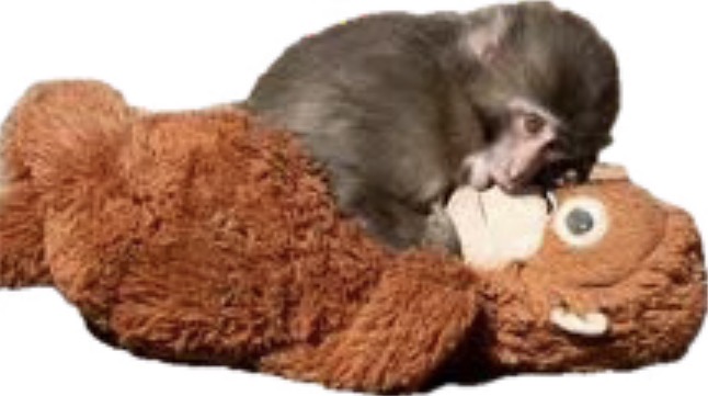 Punch the monkey Blank Meme Template