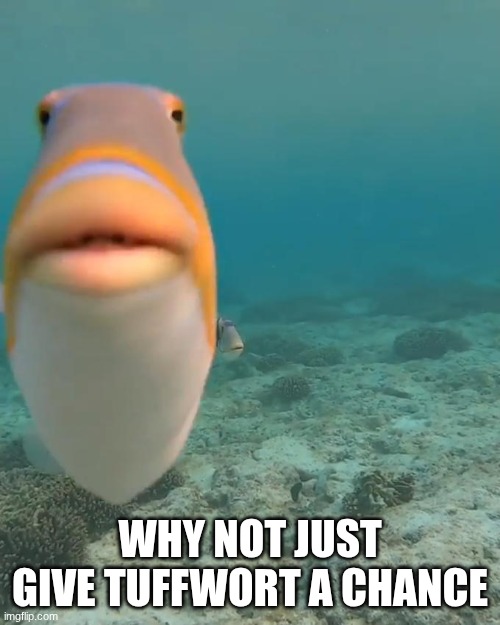 not saying that they aren't toady, but if they aren't then that'll be a huge relief | why not just give tuffwort a chance | image tagged in staring fish | made w/ Imgflip meme maker